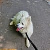 🐾 Vinni sucht eine Pflegestelle oder sein Zuhause