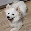 🐾 Vinni sucht eine Pflegestelle oder sein Zuhause
