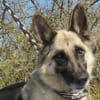 Alter Schäferhund sucht Paten / Gnadenplatz