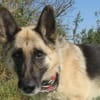 Alter Schäferhund sucht Paten / Gnadenplatz