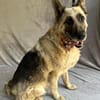 Alter Schäferhund sucht Paten / Gnadenplatz