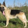 Alter Schäferhund sucht Paten / Gnadenplatz
