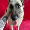 Alter Schäferhund sucht Paten / Gnadenplatz