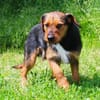 sensibler Junghund sucht Herzensmensch