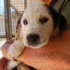 Almy wartet im Tierheim Sulzbach