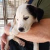 Almy wartet im Tierheim Sulzbach