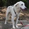 Valentino in der Tierherberge Donzdorf