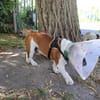 ouldog