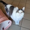 KETTY