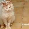Candela