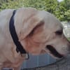 Douguette (en cours d'adoption)