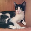 bouba