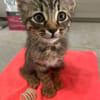 Oliver