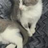 Ozi