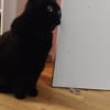 Tsuki