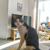 Flynn