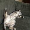 Ollie