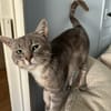 Ollie