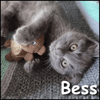 Bess