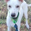 PUCK, petit chien de 9 kg