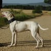 PUCK, petit chien de 9 kg