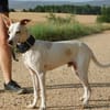 PUCK, petit chien de 9 kg