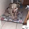 Rinah