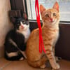 BALOU et MALOU