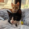 BALOU et MALOU