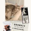 Brownie