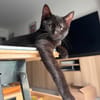ÉCHO ADOPTABLE AVEC UN COPAIN CHAT