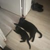 ÉCHO ADOPTABLE AVEC UN COPAIN CHAT