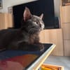 ÉCHO ADOPTABLE AVEC UN COPAIN CHAT