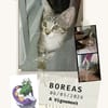 Boreas