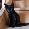 Bagheera