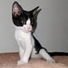 Myrtille