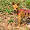 Quirlige kleine Canela