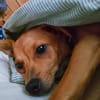 Quirlige kleine Canela