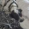 Mika sucht ein Zuhause