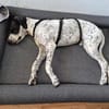 Mika sucht ein Zuhause