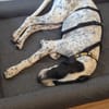 Mika sucht ein Zuhause