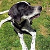 Mika sucht ein Zuhause