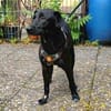Cleo - die soziale Welpenschönheit