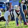 Kimba - stolzer Rüde entdeckt die Welt