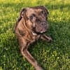Französische Bulldogge/ Boxer Rüde sucht ein Zuhause
