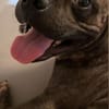 Französische Bulldogge/ Boxer Rüde sucht ein Zuhause