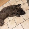 Französische Bulldogge/ Boxer Rüde sucht ein Zuhause