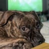 Französische Bulldogge/ Boxer Rüde sucht ein Zuhause
