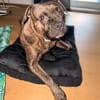 Französische Bulldogge/ Boxer Rüde sucht ein Zuhause