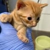 Kleine Lila sucht Zuhause